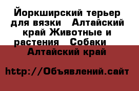 Йоркширский терьер для вязки - Алтайский край Животные и растения » Собаки   . Алтайский край